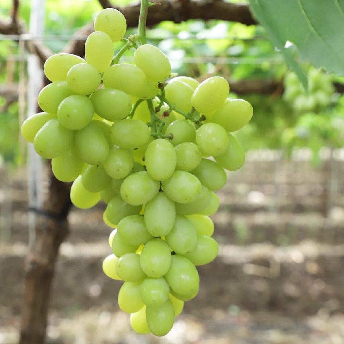 Jupiter__Group's tweet photo. Huge news as the first commercial harvest of our beautifully grown Indian ARRA 15 (ARRA Sweeties™) is taking place now.
#ARRA15 #ARRASweeties #whitegrape #grape #vineyard #Indiangrape #Indianberries #freshfruit #freshproduce #Indianfruit #Indianproduce #Topquality #agronomy https://t.co/LE6yTFFztn