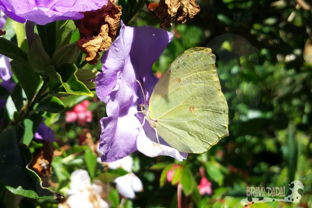 Bravo_Dada's tweet photo. Hi everyone. 😊💕 Thank you so much for all your #follows, #retweets, #likes and #mentions! I greatly appreciate your #support. 🙏🥰🦋🌻❤️
#BravoDadaThanks #TwitterFollowers #FollowThanks #FridayVibes #NaturePhotography #Butterflies #Flowers #photooftheday #photography https://t.co/GIvAHI9Urp