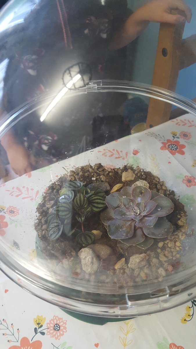 ello_1986's tweet photo. Ava's terrarium 🌱 @parkstone_home @ParkstoneP https://t.co/kMqq4zUVSJ