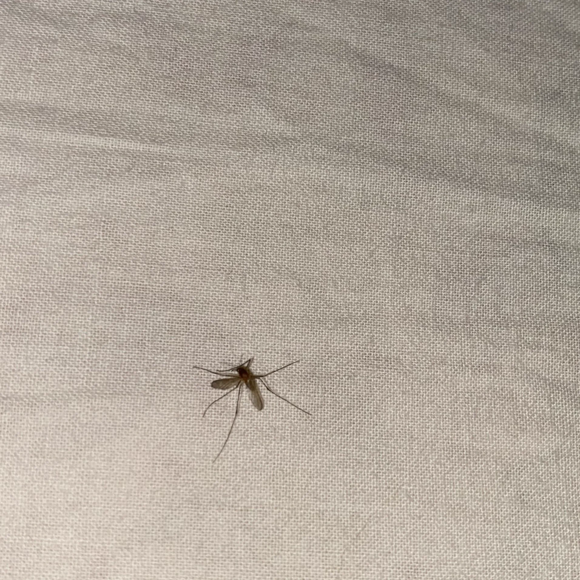 スマホで音を出すだけで簡単に蚊をおびき寄せる音が試してみたくなる