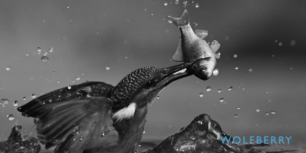 A sequence has been identified in the variant of the recently discovered “PerSwaysion” phishing attack, email protection company Armorblox has found. Don’t take the bait. Avoid phishing attacks with Wolfberry. Find out more at wolfberrycs.com 

#CyberSecurity #Phishing