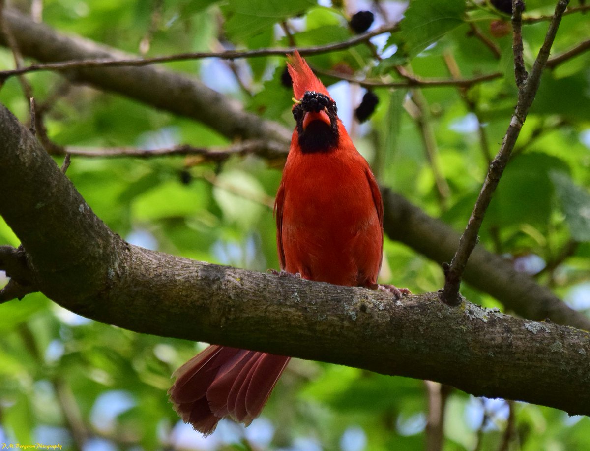 MikeSlickster's tweet photo. #Lunchtime #Birding #Photography It's berry, berry good to the last drupelet! #NorthernCardinal #LardnersPoint #Philly Have a great rest of your Friday. https://t.co/LgearQF7JU