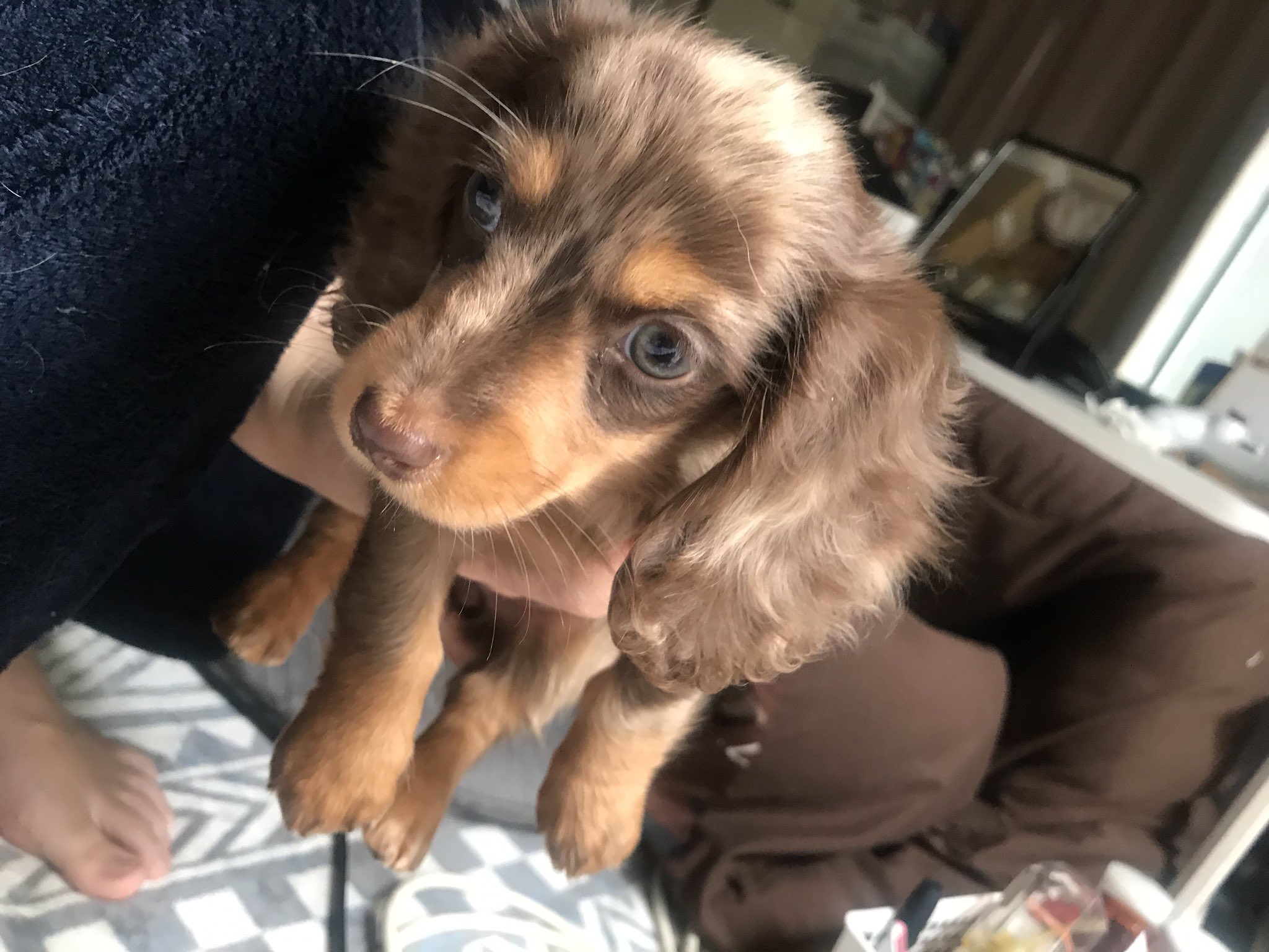 Romy Laudy 目の色がキレイ 生後２ヶ月のラウ バレンタインの日にお家に来ました 犬のいる生活 チョコ ダップル Valentine ミニチュアダックスフンド ダックスフンド ロミーラウディー T Co 60qmdkicfa Twitter