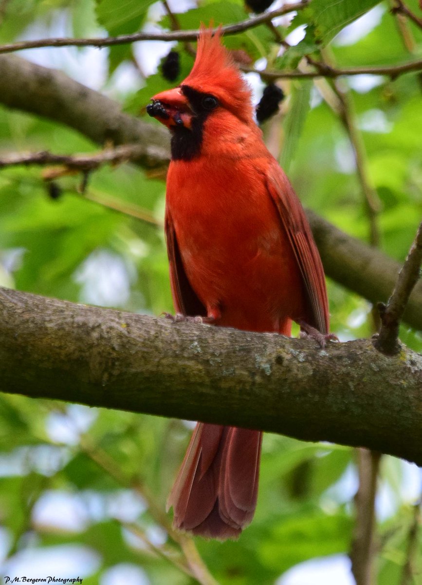 MikeSlickster's tweet photo. #Lunchtime #Birding #Photography It's berry, berry good to the last drupelet! #NorthernCardinal #LardnersPoint #Philly Have a great rest of your Friday. https://t.co/LgearQF7JU