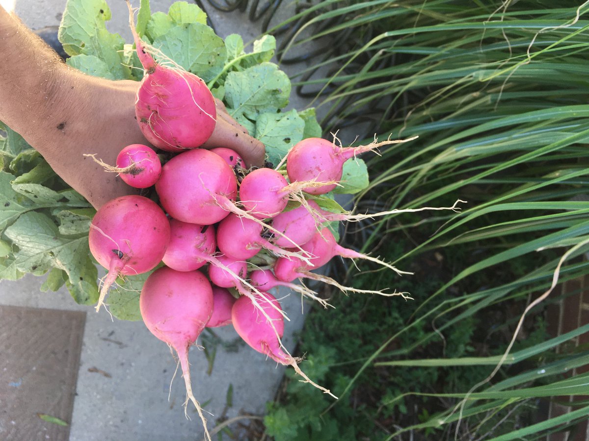 last radishes until fall