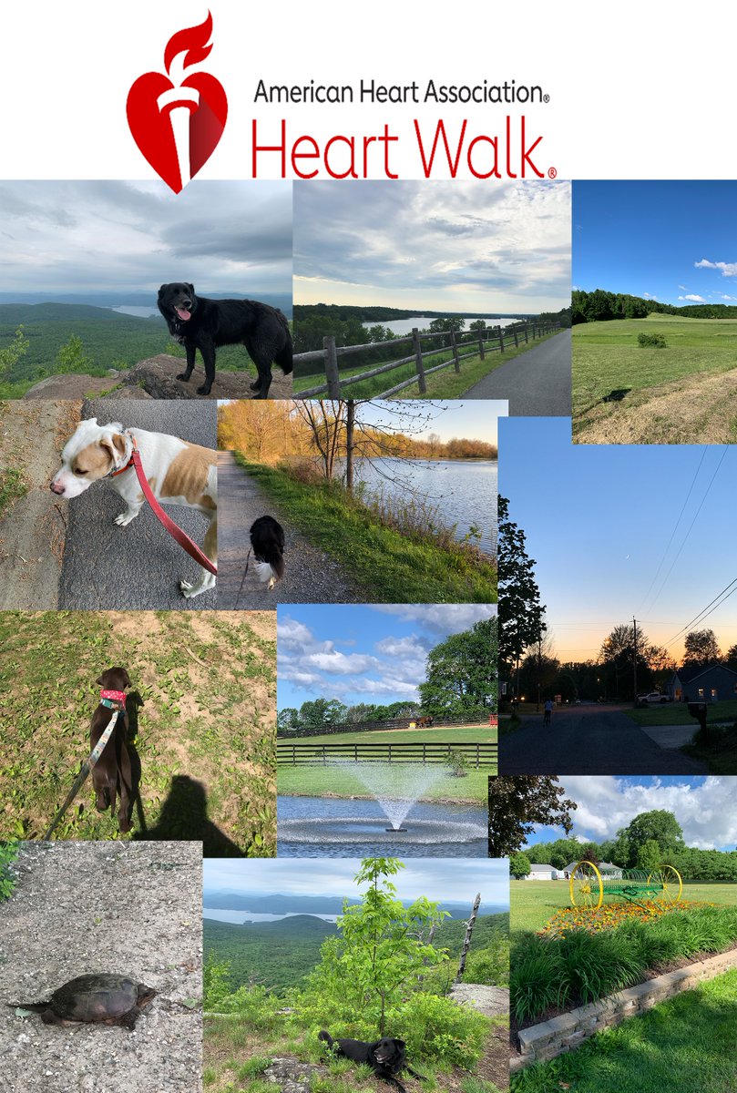 CI_LLC's tweet image. Last Sunday was the 2020 Capital Region VIRTUAL Heart Walk &amp;amp; Run for the American Heart Association and of course some of CI's staff (and their pups and one wild turtle) participated! We certainly got out and moved where we were and it was a beautiful day!