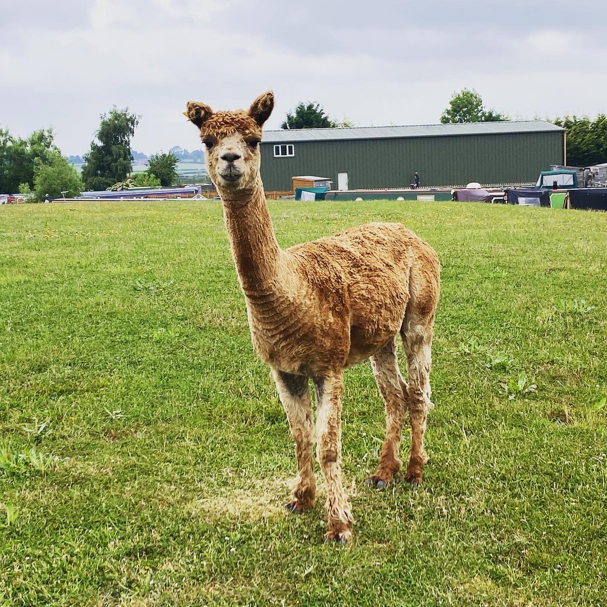 We are lucky to have such a varied job where we meet so many people and often their animals too. However, we weren’t expecting to meet these three today. Luckily they were very friendly!
#alpaca  #notyoureverydayjob #boatbrokerage #boatbroker #narrowboat #boatsforsale #boats