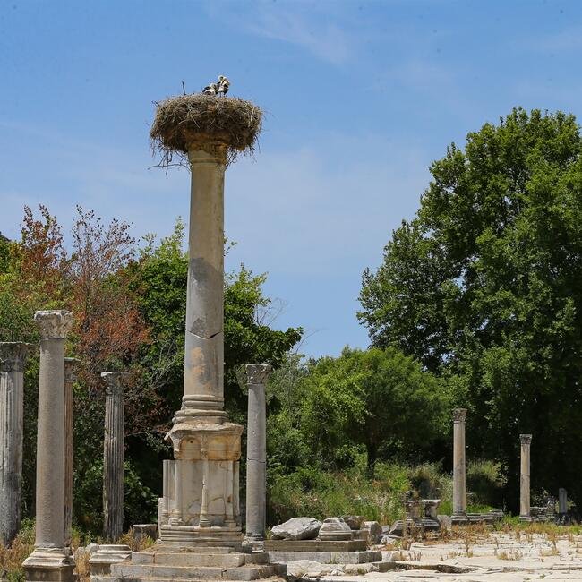 HDNER's tweet photo. In photos 👉 Ancient ruins of #Ephesus became nesting spot for #storks
https://t.co/KpBXXbPR3h https://t.co/uM9CniL4Vq
