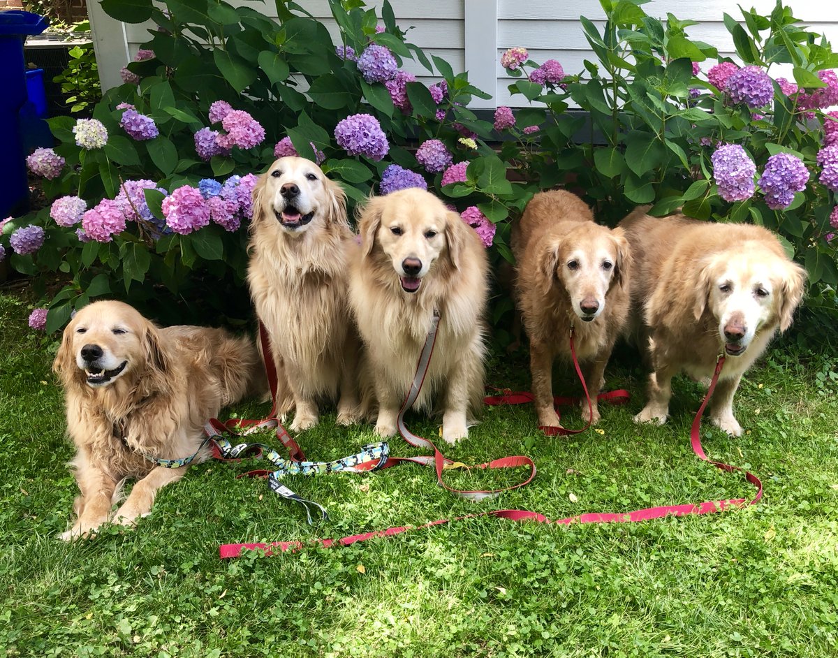 grreat golden rescue