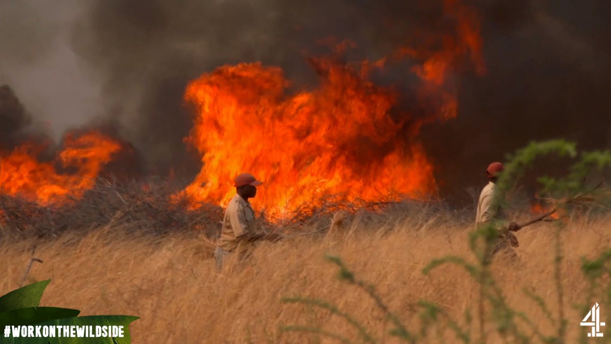 When fires break out in the bush, South African communities come together to stop the spread no matter whose land it's on 🌍 #WorkOnTheWildSide