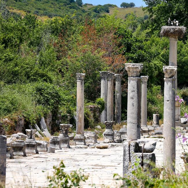 HDNER's tweet photo. In photos 👉 Ancient ruins of #Ephesus became nesting spot for #storks
https://t.co/KpBXXbPR3h https://t.co/uM9CniL4Vq