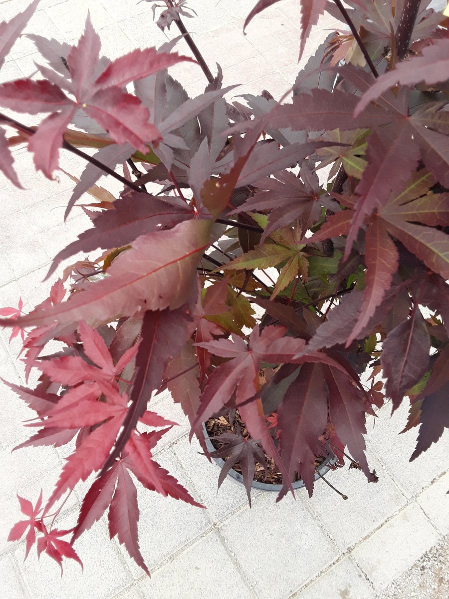 Didn't believe in love at first sight until I saw this treeGoing to have to redo a bed to make room for it, but it'll be worth it