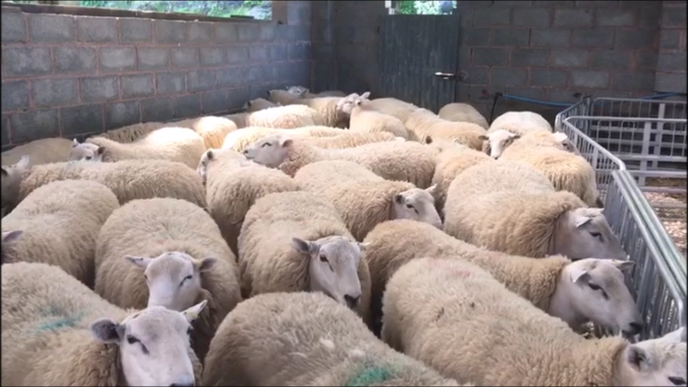 lleynsheep's tweet photo. It's here, week 2 of Walk about with Dylan! Great news - they have had some rain! Take a look https://t.co/wWCPtMr6jz #virtualfarmtour #efficientewe #breedingsheep https://t.co/qxcKE5Uw4f