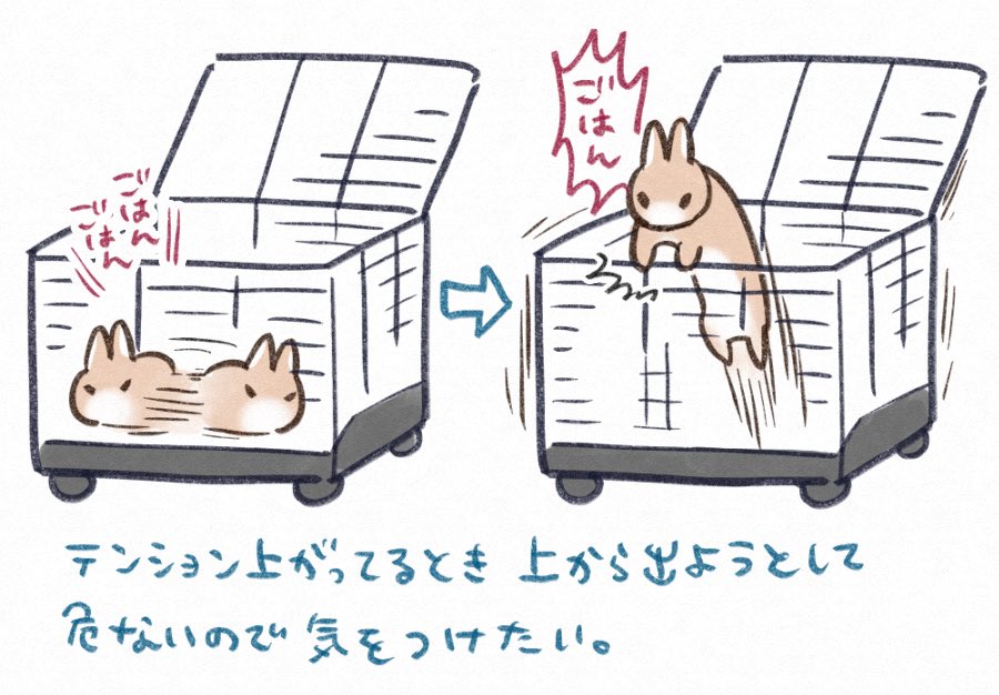 うさぎ日記です 