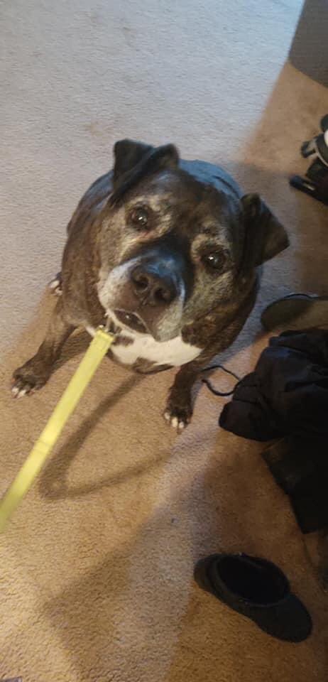 be_rescue's tweet photo. WE HAVE A 911 on a LOCAL DOG!!! Rubble’s adopter was unfortunately involved in a domestic dispute and has to move back home and cannot take him with her. SENIOR DOG!!!! Please SHARE!!!! We need a foster ASAP!!!  A quiet home is needed. THANK YOU!!
https://t.co/EQyHu3Rs9I https://t.co/FKSkuOPSiv