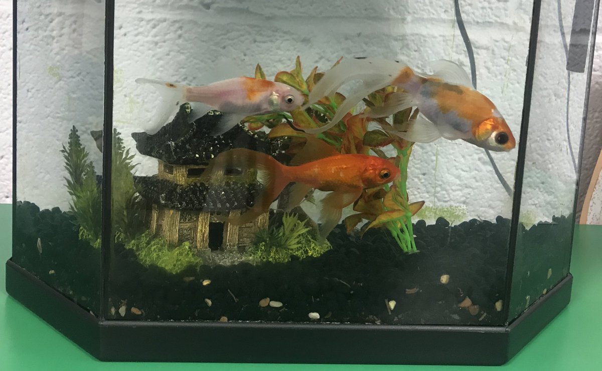 We are super excited for the children to meet our new fishy friends in Year 1. If you have any suggestions for names, please email them to us and your class teachers will pick their favourites! 🐠🐟