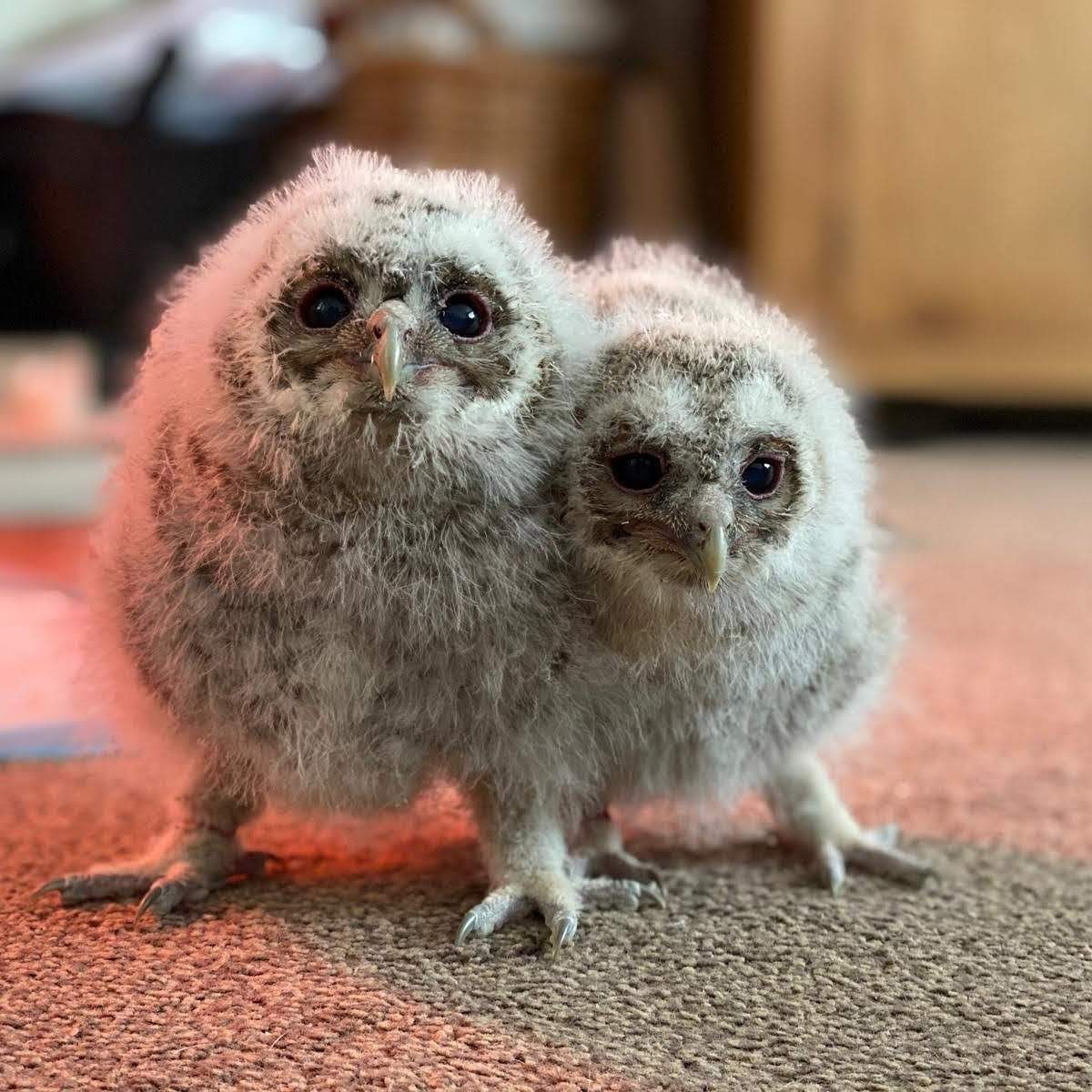 Hi everyone,  Battlefield Falconry Centre is reopening on Monday 15th June, so please come up and support us and see these baby Tawny Owl we have been hand rearing.
We are going to be busy setting up the Centre this weekend making a safe environment for all.
Please retweet 🦉😊