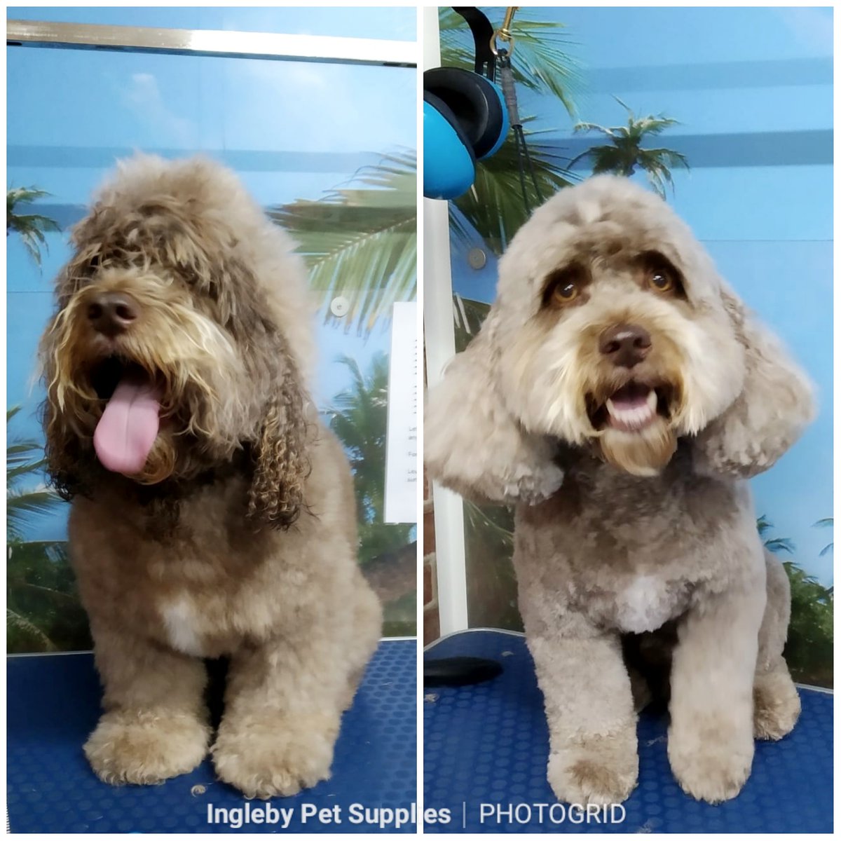 ingleby dog grooming