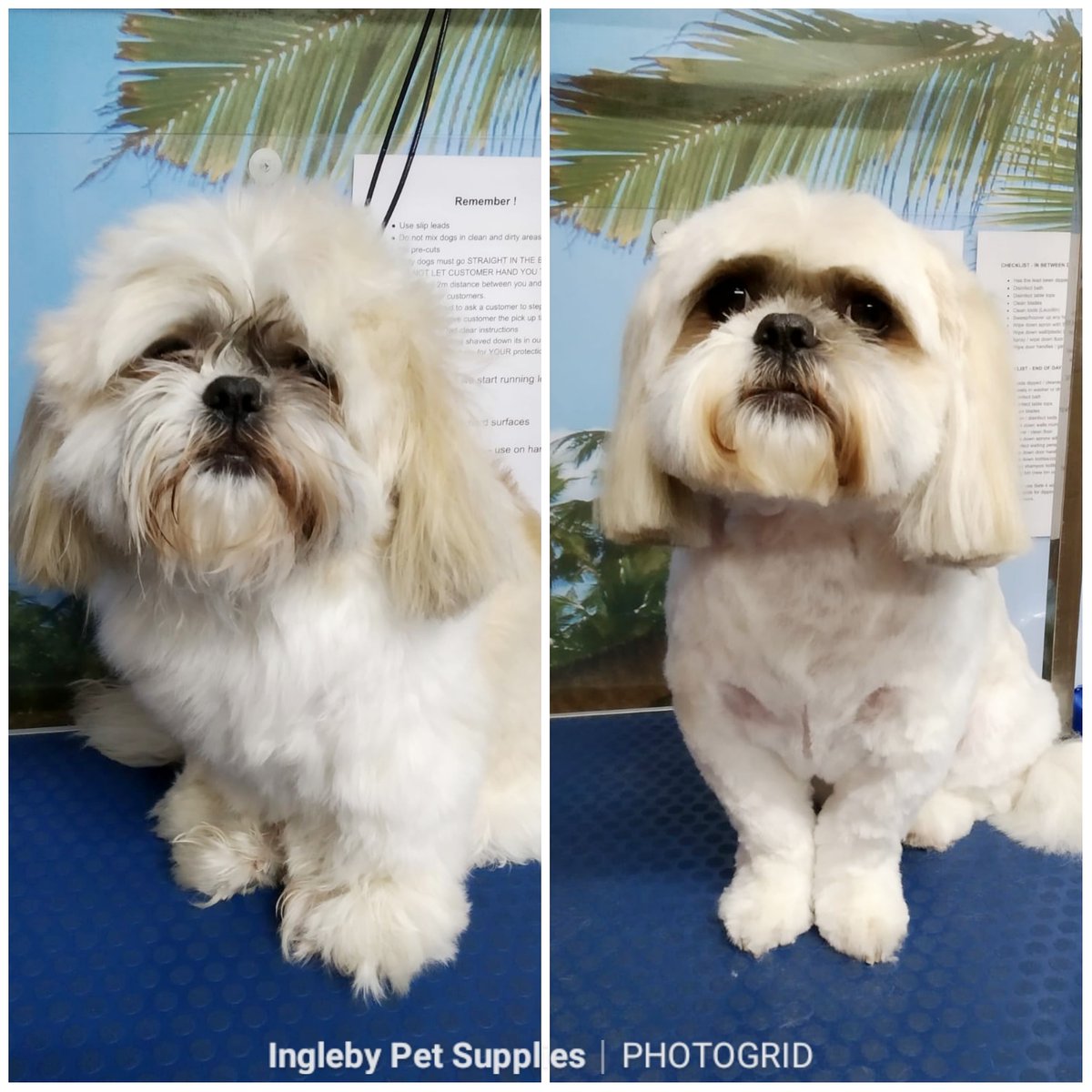 ingleby dog grooming