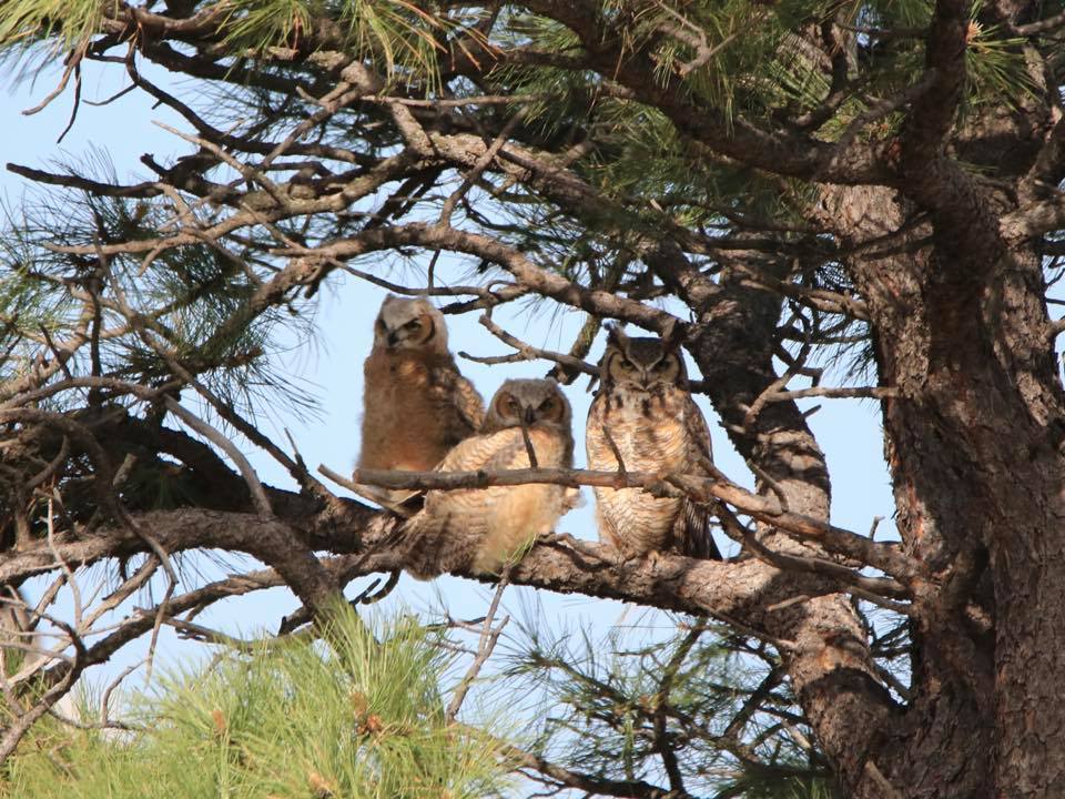 Capulin Volcano NM tweet media