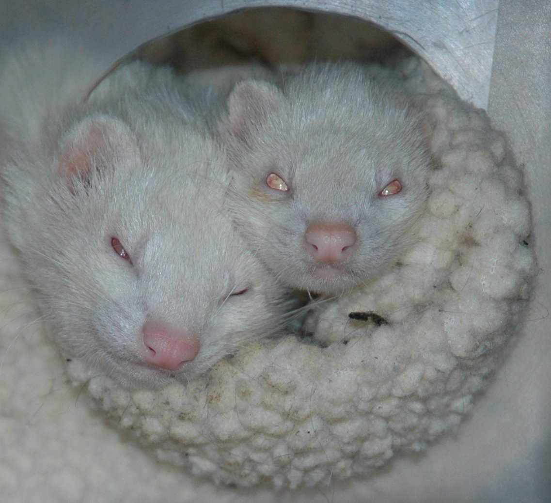the_lazy_ferret's tweet photo. We have been using Royal Canin convalescence support powder to give our ferrets medication, & support ill health for about 20 years. It's so important, we even take sachets on holiday in case 1 should get ill. @royalcaninuk
We need to save RCC. #savethercc #ferretlivesmatter https://t.co/tbW0ENeTCc