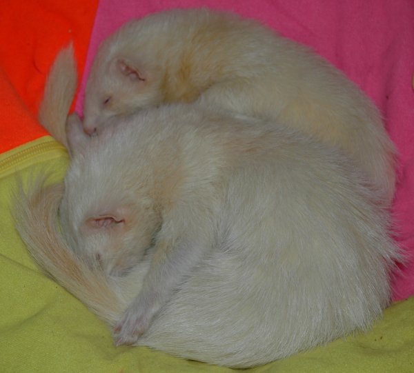 the_lazy_ferret's tweet photo. We have been using Royal Canin convalescence support powder to give our ferrets medication, & support ill health for about 20 years. It's so important, we even take sachets on holiday in case 1 should get ill. @royalcaninuk
We need to save RCC. #savethercc #ferretlivesmatter https://t.co/tbW0ENeTCc