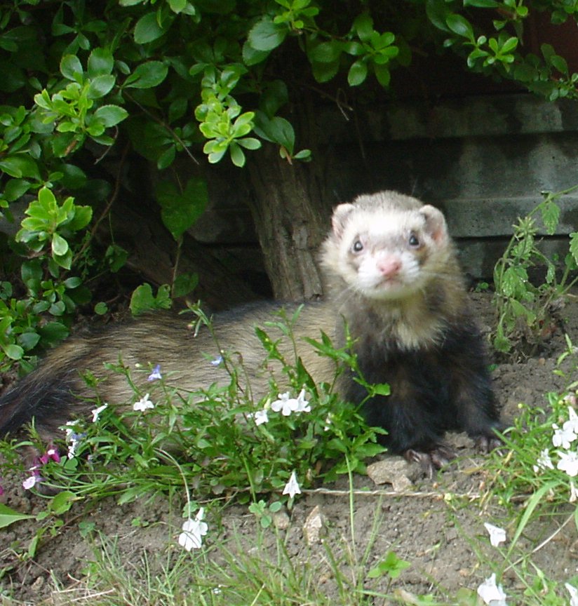 the_lazy_ferret's tweet photo. We have been using Royal Canin convalescence support powder to give our ferrets medication, & support ill health for about 20 years. It's so important, we even take sachets on holiday in case 1 should get ill. @royalcaninuk
We need to save RCC. #savethercc #ferretlivesmatter https://t.co/tbW0ENeTCc