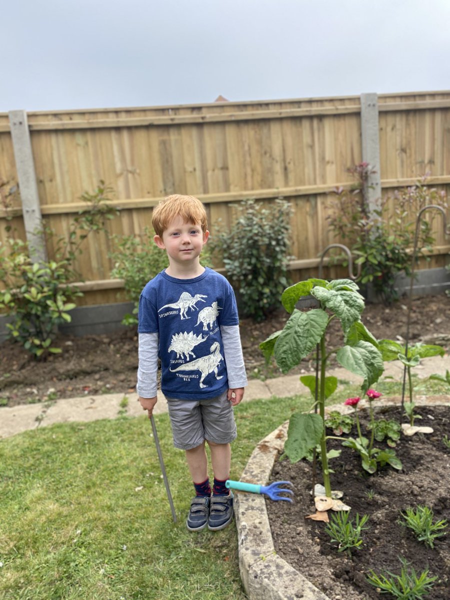DurlstonHead's tweet photo. Glad to see those sunflowers are coming along nicely. Well done to all that gave the Headmaster's weekly challenge a go. #DurlstonChallenge https://t.co/GINQiV70kP