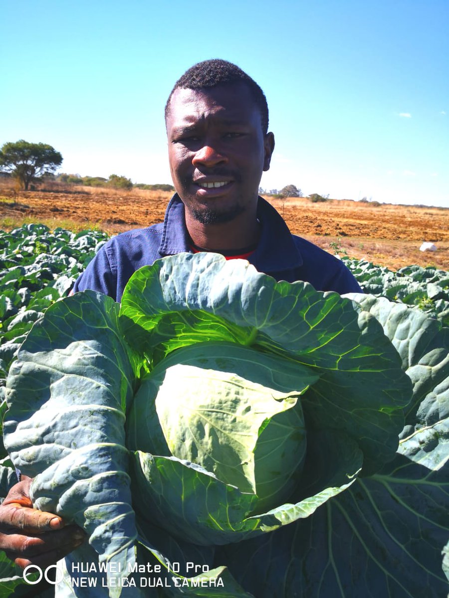 Anzaniephotogra's tweet photo. Cabbages are available at Makhado (Louis Trichardt)
R20 per head or R15 for bulk purchasers
Call me on 082 3553 271
Or call @PAN_NEMZ on 079 929 5555 to make your orders.
#topnotch #makingfarmingfashionable
#farming #feedingthenation
#Pan
#AVM_ANGELA_FARMING https://t.co/ENj1D7b59p