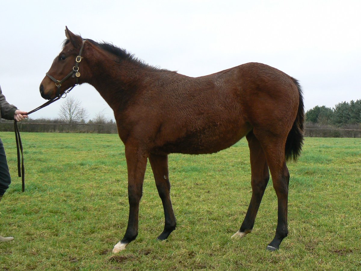 Kirtlington Stud (@kirtlingtonstud) on Twitter photo Vampish won well at Beverley yesterday for trainer Ronald Tompson, bred <a href="/KirtlingtonStud/">Kirtlington Stud</a> #winners she has a strong yearling brother by Lethal Force nominated for @tattsascot September Sale Vampish won well at Beverley yesterday for trainer Ronald Tompson, bred <a href="/KirtlingtonStud/">Kirtlington Stud</a> #winners she has a strong yearling brother by Lethal Force nominated for @tattsascot September Sale
