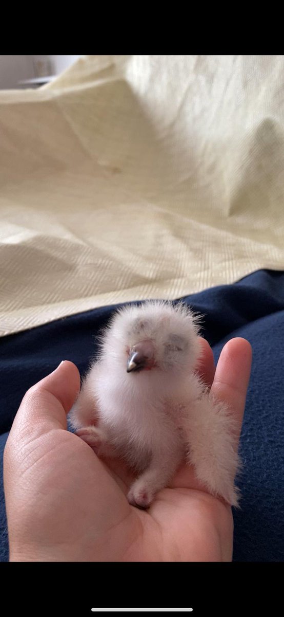 The latest addition at the Centre a Asian Brown Wood Owl, we are back open on Monday, please come up and support us and retweet for us 🦉