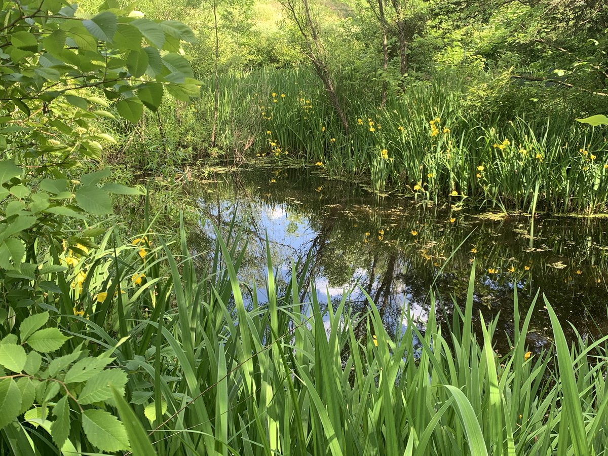 RYAN ROSENTHAL tweet media