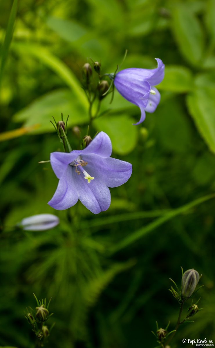 PopiKmb's tweet photo. Campanula rotundifolia © Popi Kmb
See more photos on my blog: https://t.co/S5aVWI0eOb 

#flower #Flowers #flowerphotography #photography #PHOTOS #nature #closeups #ppixxells #ThePhotoHour #FotoRshot #YourAwesomePics @YourAwesomePics @ppixxells #NaturePhotography #naturelovers https://t.co/AXEuE5buAk