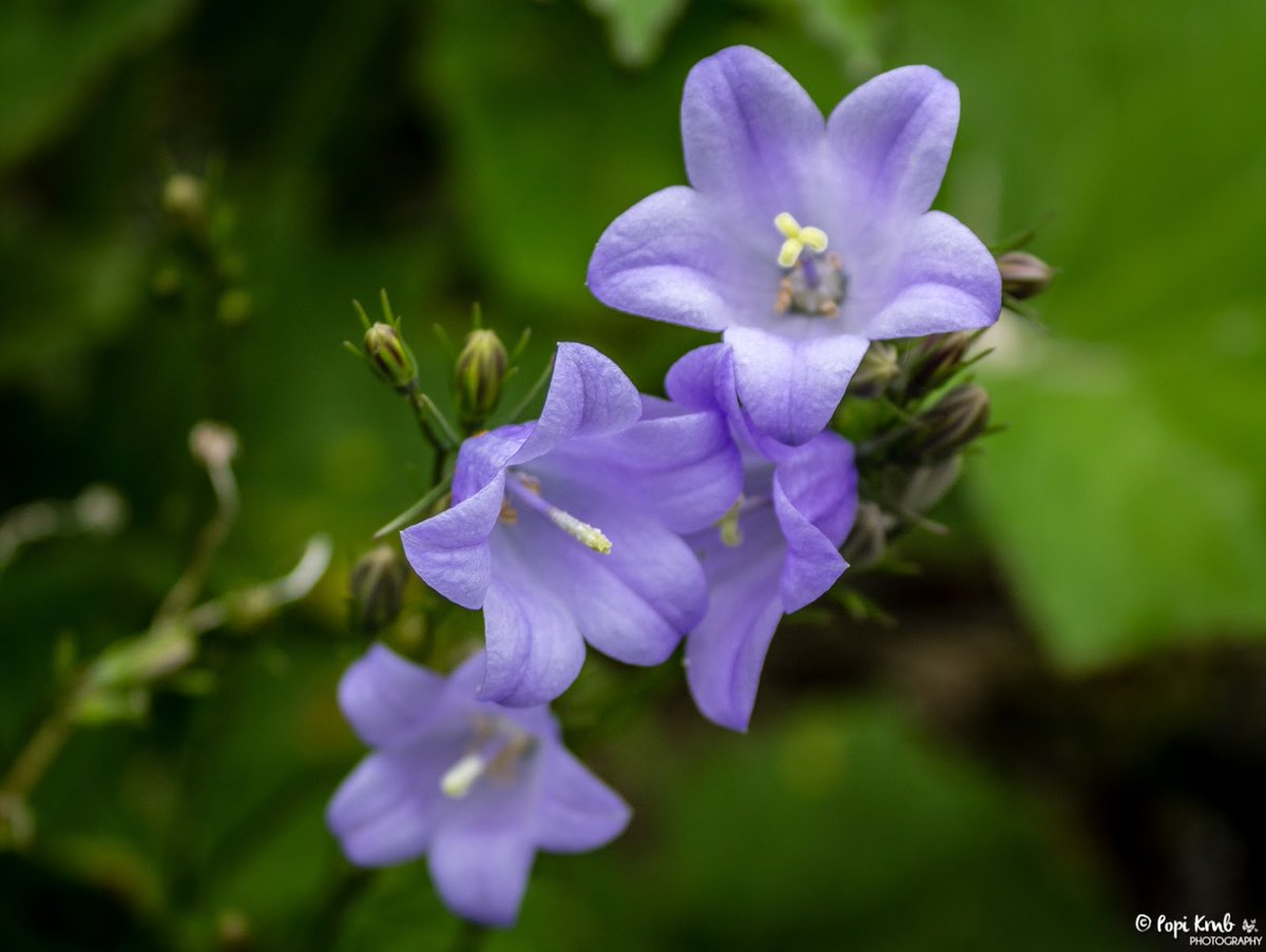PopiKmb's tweet photo. Campanula rotundifolia © Popi Kmb
See more photos on my blog: https://t.co/S5aVWI0eOb 

#flower #Flowers #flowerphotography #photography #PHOTOS #nature #closeups #ppixxells #ThePhotoHour #FotoRshot #YourAwesomePics @YourAwesomePics @ppixxells #NaturePhotography #naturelovers https://t.co/AXEuE5buAk