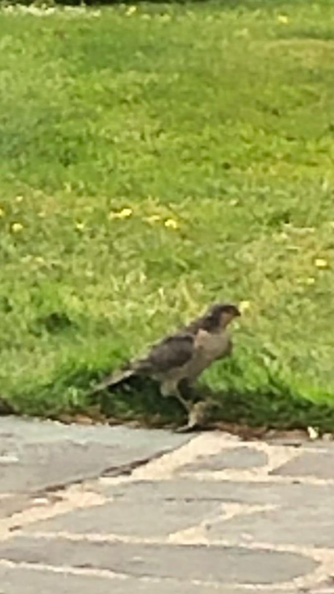 PadelAdam's tweet photo. @BSgroggins @cumbriabirds And sometimes they meet their maker.... Visits in our garden today from male and female sparrowhawks. Both successful in their hunts. https://t.co/4KXSrLbnzh
