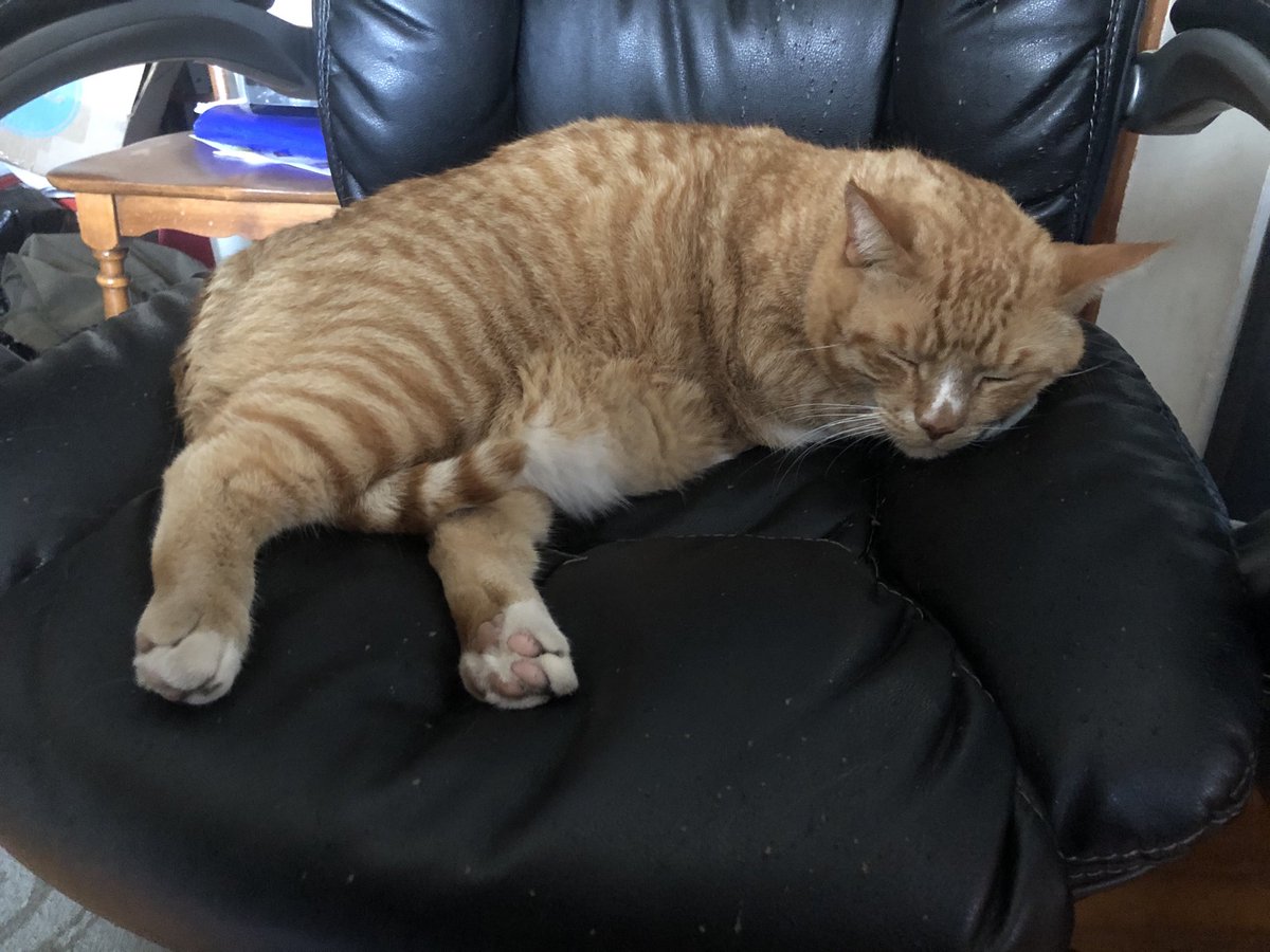 ChrisPawelski's tweet photo. Nothing like petting a beautiful furry friend at the end of the day. #fuzztherapy https://t.co/THpFad0qiu