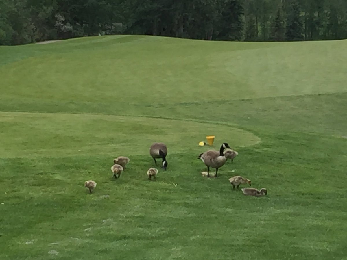 topsecrettoms's tweet photo. Nice hot afternoon for golf ⁦@InnisfailGolf⁩  traffic jam on spruce 5 Forward tee  😁.  #ExperienceIGCcontest   #ExperienceIGC https://t.co/NQRNFo1xSE