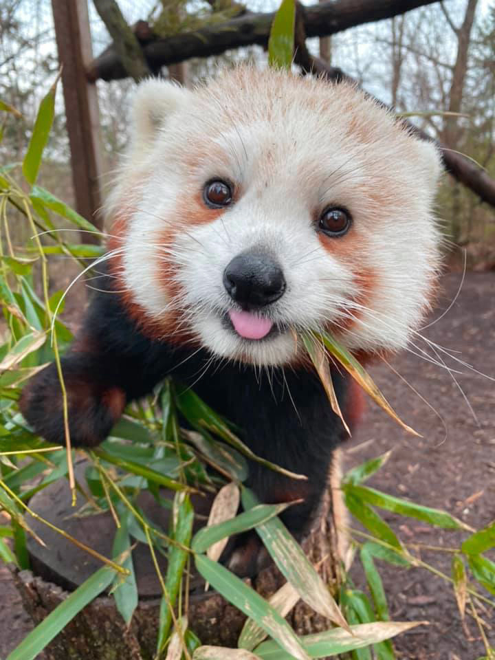We’d like to wish a bear-y happy Birthday to our new Zoo friend, Anne! We hope your day is filled with naps and lots of bamboo.🥳
📸: Keeper Caitlin