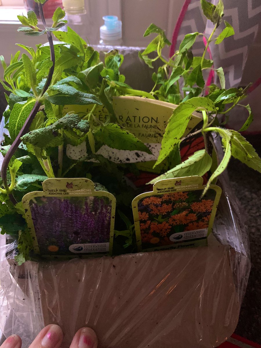 Got our plants from #cwfwildspaces! Can’t wait to put them in the garden this weekend! #createhabitat #savethebees #protectourpollinators