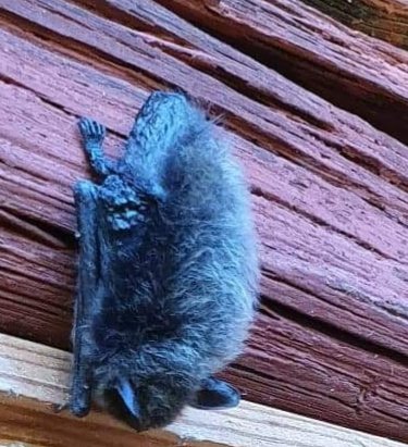 stoltlarare's tweet photo. En liten gynnare som tyckte att det var bra att sussa i spalt mellan dörr och häbrevägg #fladdermus Den sover tungt. https://t.co/fX1OEyIudU