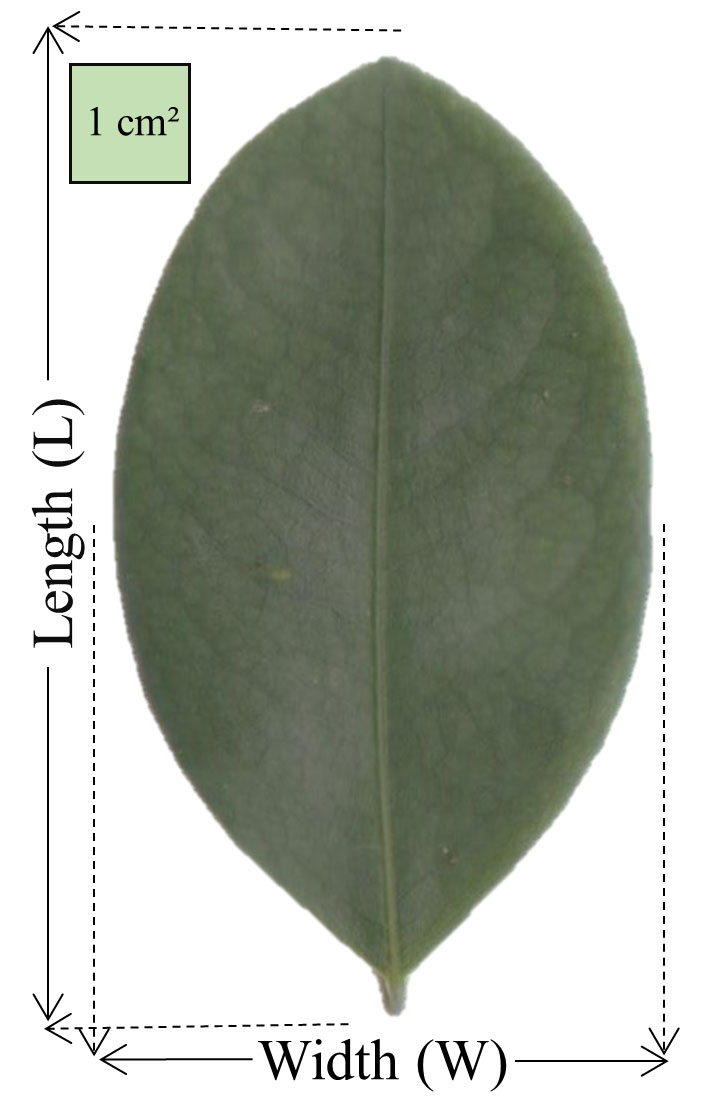 ActaBotMex's tweet photo. En Acta Botanica Mexicana 127: e1717(2020). https://t.co/7t5U9fNZE8

Método no destructivo para estimar el área foliar de Erythroxylum pauferrense (Erythroxylaceae) a partir de las dimensiones lineales de las láminas foliares

#Brasil #biometry #leafmodeling #guardabarros https://t.co/GVSKcUlH98