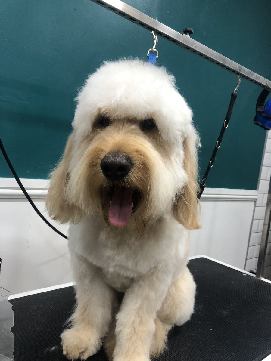 Shaggy to splendid for our boy Stanley ready for the weekend

#dogsofinstagram #goldendoodle #goldendoodlesofinstagram #goldendoodles #dogfriendly #doggroomers #doggrooming #marple #qualifiedgroomer #marplebridge #romiley #compstall #thehounddoggroomingspa 
#lockdown2020