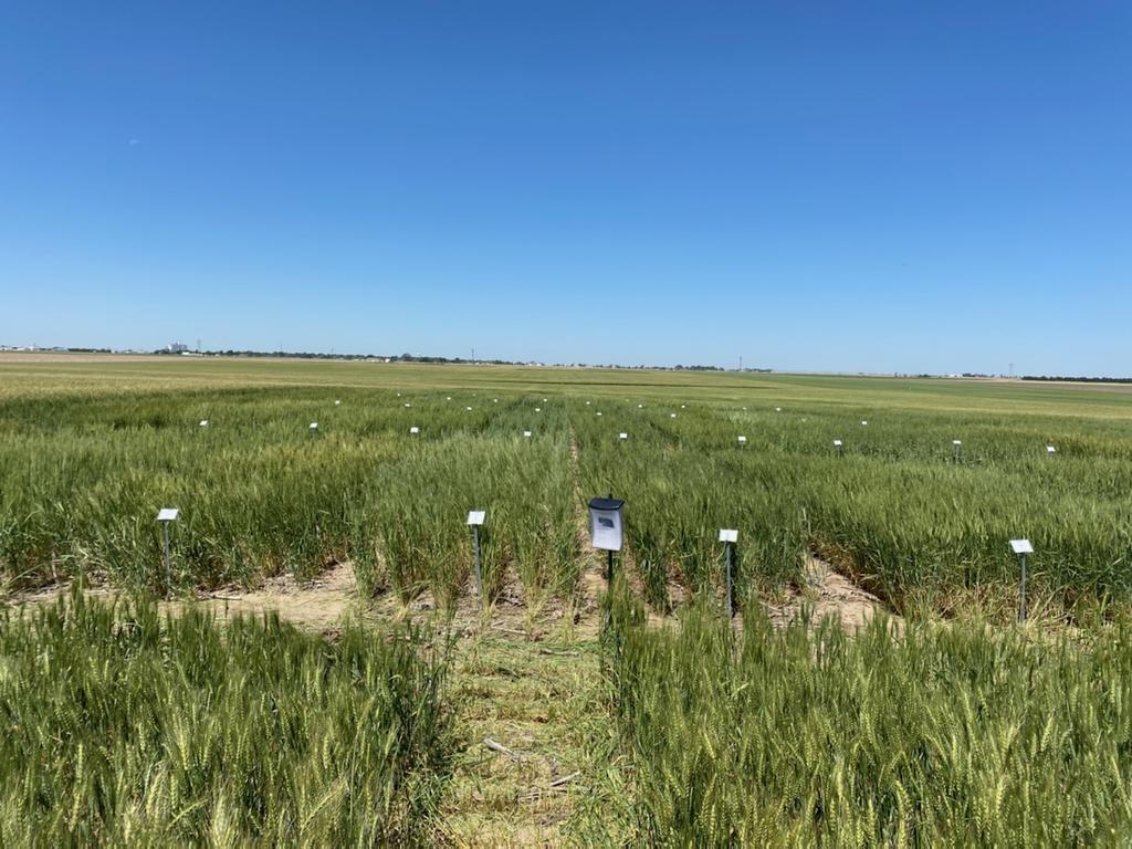 Both winter and spring wheat variety trials are labeled and ready for viewing at Grant. Realtor style box has a flyer with information.