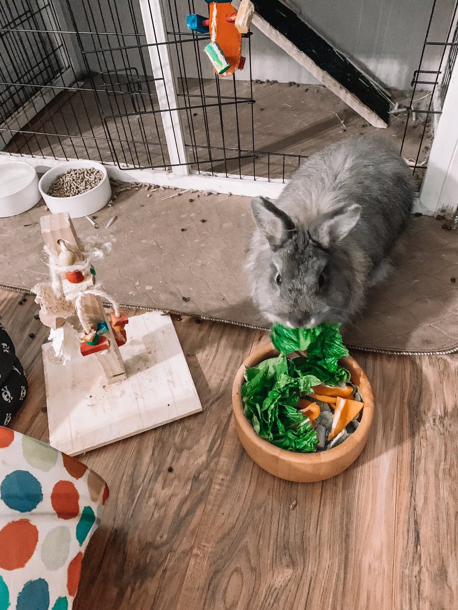 jessxalyn's tweet photo. Dose of bun bun 🐰🥬 https://t.co/zapSCpmpQk