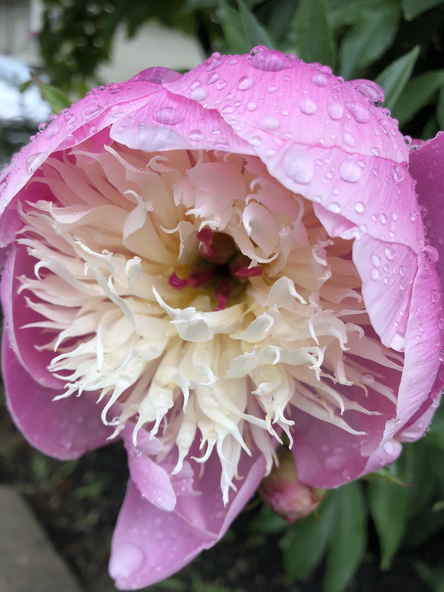 renegadeheart11's tweet photo. exploring in the storm #neighborhood #savesnails #foresttime #beautifulrain #sd23 #leadersanearners #puddlejumping #myfridayview #heartforward ππ¦π·π¦
π²β https://t.co/BIRtfrfKpC