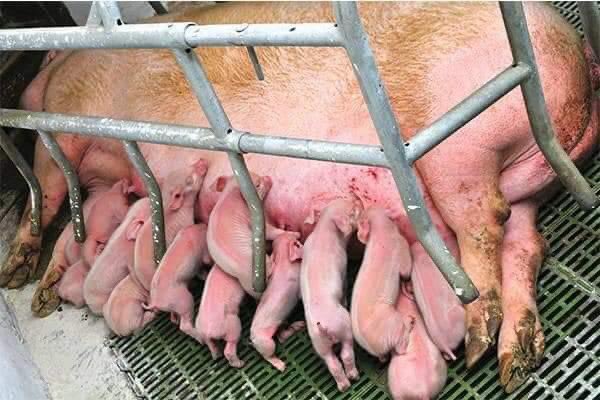 💔¿Te imaginas vivir así?

Cada día, cuando decides qué comer, puedes estar cambiando el futuro de los animales. No mires hacia otro lado, por favor.