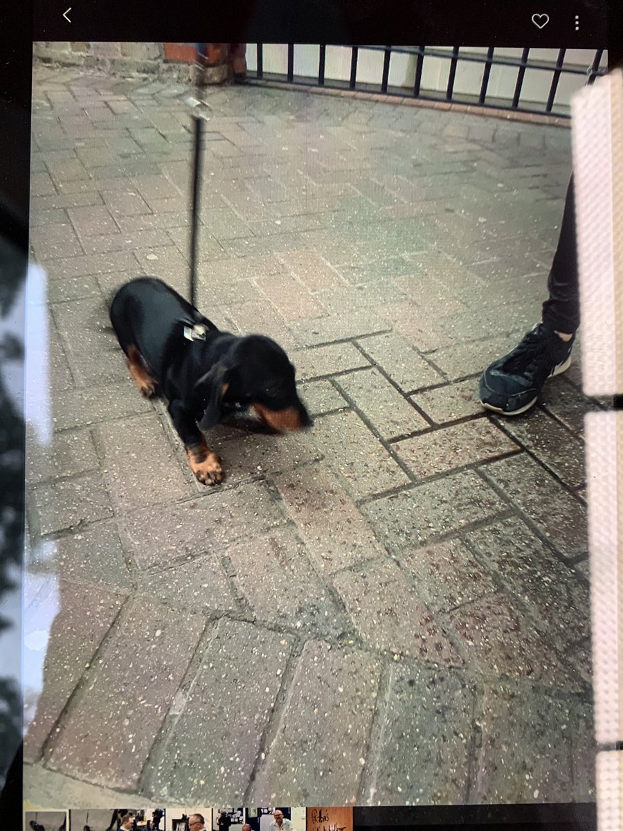 DriverPotter's tweet photo. Everyone, meet Frank.
Frank is 5 months old and had his first train journey today.
I drove him to Windsor with his Mum &amp; Dad.
Frank said hello to me, barked at stuff a bit, then tried to chase a wheeled suitcase down the platform.
All in all he seemed quite happy.
#GoodBoyFrank https://t.co/isXa74iYNx