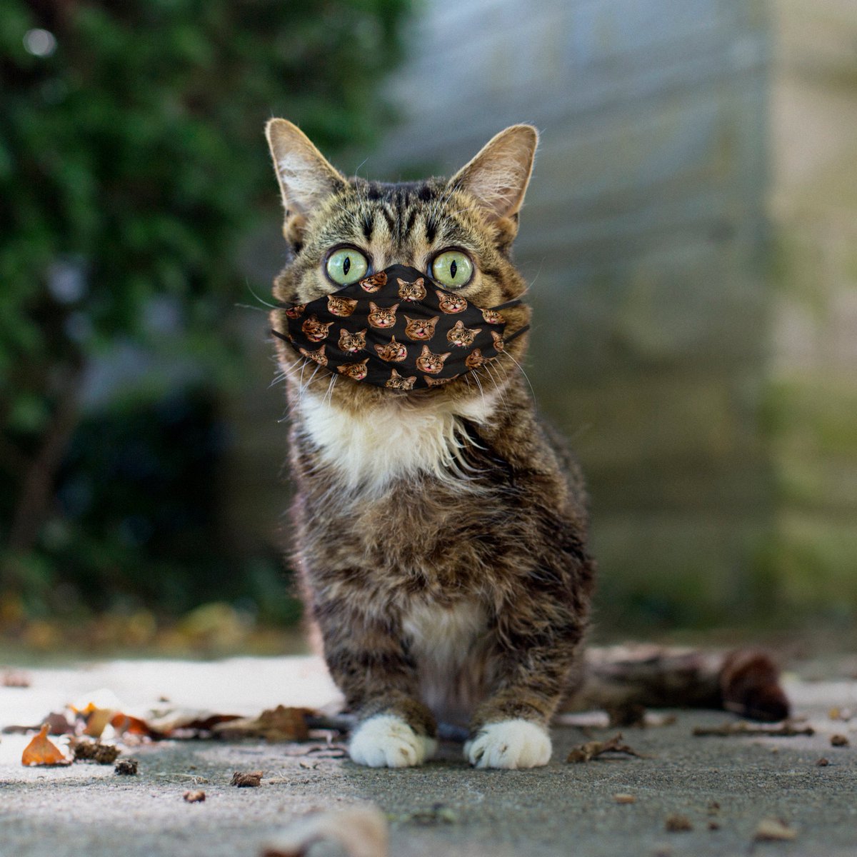 IAMLILBUB's tweet photo. BUB's magical face masks are finally in stock and shipping from the BUB STORE, and they benefit Lil BUB's Big FUND for special needs pets. Available in five designs, here: https://t.co/2TV0BrW0az #bestjobbub #lilbub #bubforever https://t.co/yoxjvq4Dty