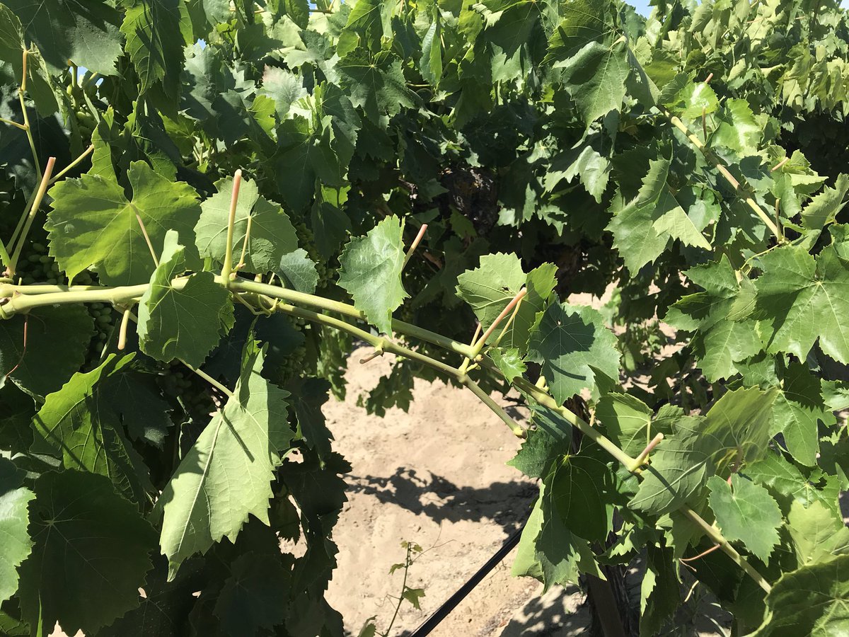 ZhuangGeorge's tweet photo. This is not #mechanical leafing I used to show...#raisin #grapeleaf @grapetweets @ucanr @kurtural https://t.co/xkvlIBcL5f