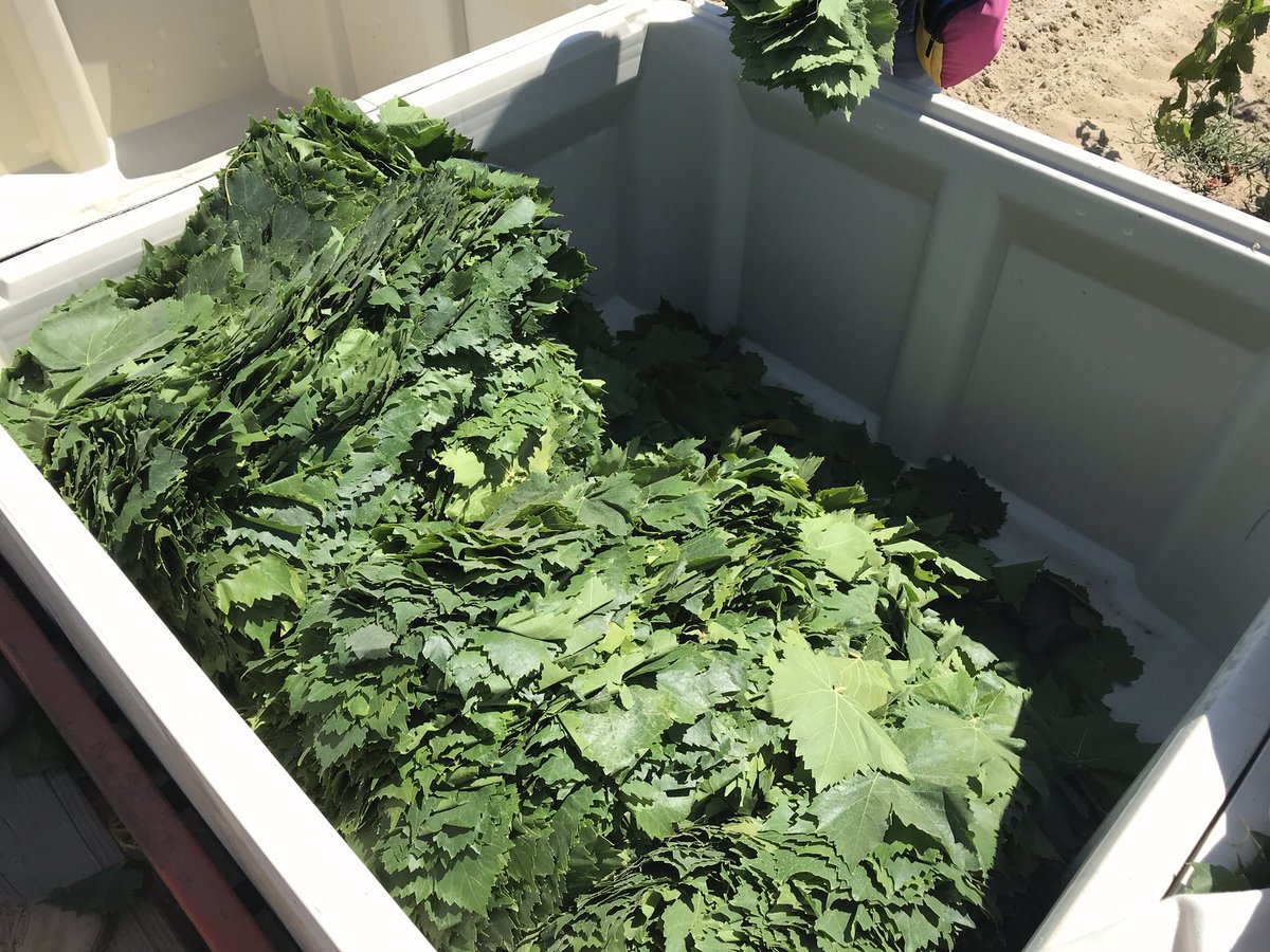 ZhuangGeorge's tweet photo. This is not #mechanical leafing I used to show...#raisin #grapeleaf @grapetweets @ucanr @kurtural https://t.co/xkvlIBcL5f